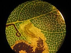 Image result for Stigmella speciosa
