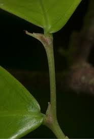 Image result for Brazzeia