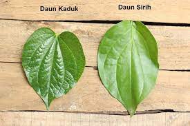 Suku karen di thailand mengambil daun kaduk sebagai makanan sumber kandungan terbaik tempatan untuk beta karotena. Khasiat Daun Kaduk Formeniaga Training Centre Facebook