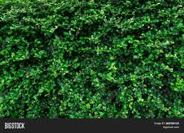The leafiness matches the shapes of the other smaller plants, tying the entire garden together. Closeup Evergreen Image Photo Free Trial Bigstock