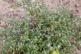 Image result for Solanum villosum