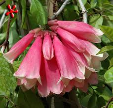 Image result for Tecomanthe dendrophila