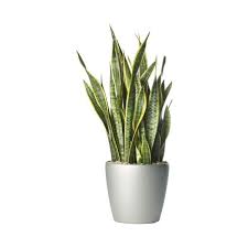 Imgs For Green Indoor Plants Png Liked On Polyvore Featuring Home Home Decor Floral Decor Green Home Decor Gre Indoor Plants Names Indoor Plants Plants