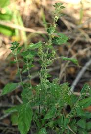 Image result for Phaulopsis imbricata