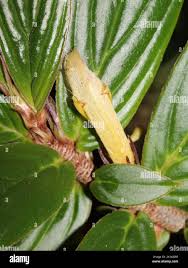 Image result for Merremia verecunda