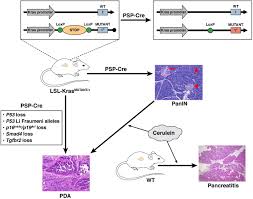 While this is not extraordinary good news, the good news is that this type of cancer is fairly rare in cats. What We Have Learned About Pancreatic Cancer From Mouse Models Gastroenterology