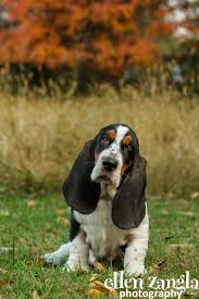 We did not find results for: Basset Hound Puppy Photos In Loudoun County Va