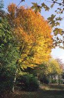 Image result for Fagus sylvatica Cockleshell