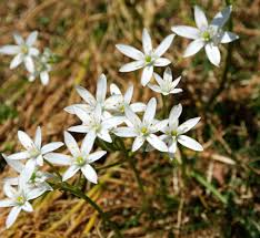 Image result for Ornithogalum pulchrum