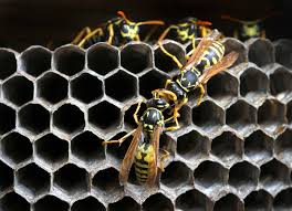 Wasp Facts You Didn T Know Yardyum Garden Plot Rentals