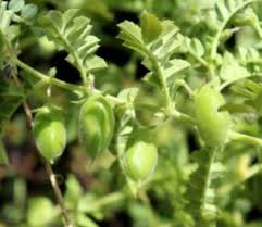 Image result for Cicer arietinum