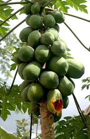 Check spelling or type a new query. 560 Ide Aneka Buah Buahan Segar Di 2021 Buah Segar Buah Pohon Buah