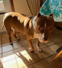 Amputation is by far the most common treatment with chemotherapy following surgery. Weratedogs On Twitter This Is Pistol He Was Just Diagnosed With Bone Cancer In His Front Right Leg He S In A Lot Of Pain And Amputation Gives Him The Best Chance To