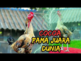 Biasanya ayam pama memiliki bulu yang lebat dan juga menawan, ini biasanya banyak dilihat bebotoh karena dalam peforma bertarung ayam pama. Ayam Pama Kuda Lari Termahal Di Dunia Cocoa Video Ayam Bangkok