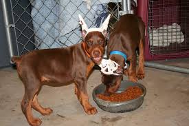 Doberman Puppy Food Goldenacresdogs Com