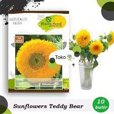 Warna bunganya yang khas membuat tanaman ini banyak diketahui oleh masyarakat. Jual Benih Bibit Bunga Matahari Teddy Bear Haira Seed Terbaru Juni 2021 Blibli