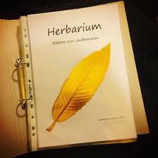 Check spelling or type a new query. Deckblatt Herbarium