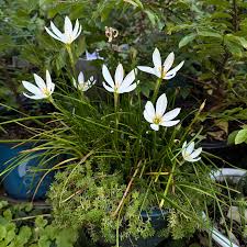 Image result for Zephyranthes candida