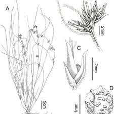 Image result for Scleria bambariensis