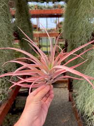 Image result for Buchnera capitata