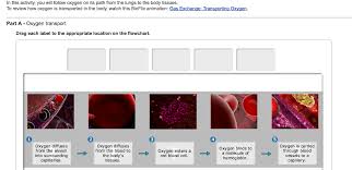 solved in this activity you will follow oxygen on its pa