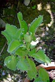 Image result for Kalanchoe pinnata