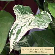 Image result for Dioscorea cotinifolia