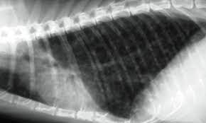 Feline Asthma And Bronchitis Clinician S Brief