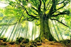 The Charter For Trees Woods And People Philip Carr Gomm Beautiful Forest Ghost In The Machine Landscape