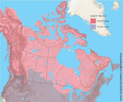 Black Bear Range Map Wolf Facts Sheet Canadian Geographic Kids Animal Habitats Black Jaguar Animal Animal Facts