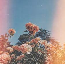 Find aesthetic playlist covers camping image, wallpaper and background. S U M M E R A Playlist On We Heart It