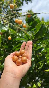 Image result for Clausena