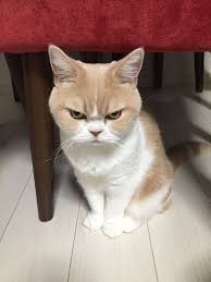 Check spelling or type a new query. 33 Arti Mimpi Kucing Pertanda Keburukan Dan Kebaikan Sudah Tahu