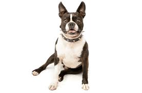 Very sweet boston terrier, smart, gorgeous markings. Boston Terrier Puppies For Sale In Ohio Adoptapet Com