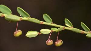 Image result for Phyllanthus glaucophyllus