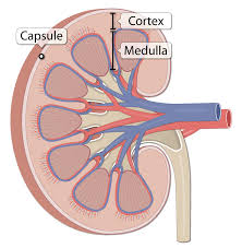Diagram showing the location of the kidneys in the abdominal cavity and their attachment to major arteries and veins. Kidney Gross Anatomy Lesson Human Bio Media