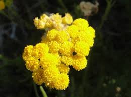 Image result for Nidorella ivifolia