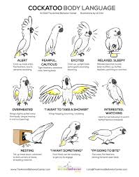 Cockatoo Body Language Chart Coolguides