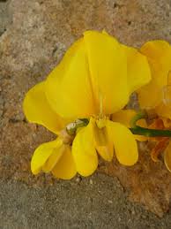 Image result for Aptosimum junceum