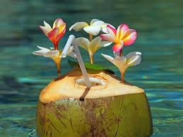 Jika diminum semasa panas akan menghilangkan dahaga dengan cepat. Kencing Manis Minum Air Kelapa Petua Tradisional Menurunkan Kencing Manis Zon Bayi Hingga Sekarang Penyakit Diabetes Masih Menjadi Penyakit Yang Banyak Menyerang Warga Di Indonesia Driftergyq