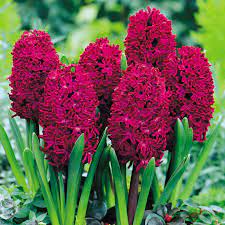 Hyacinth bulbs eros hyacinth double. Hyacinth Bulbs Woodstock Dobies