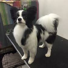 Black And White Papillon Puppy Papillon Papillon Dog Papillon Puppy Pappillon Dog