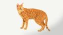 Arabian Mau Cat Breed Information - GoKitty