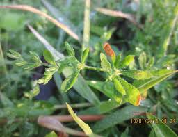 Image result for Polycarpaea prostratum