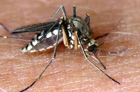 Die bisse von mücken, beißenden fliegen, bettwanzen, flöhen oder zecken sind normalerweise nicht schmerzhaft, es ist der dadurch hervorgerufene juckreiz, der unangenehm ist. Was Hat Mich Gestochen Insektenstiche Erkennen