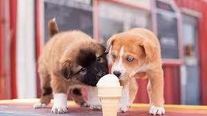 Es Bueno Darle Helado A Tu Perro Muy Interesante