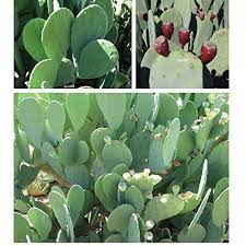Learn how to plant, grow and harvest prickly pear cactus (aka opuntia cactus) with this easy guide to growing your own prickly pears. Legendary Yes Spineless Prickly Pear Cactus Pad Cutting Opuntia Cacanapa Ellisiana Buy Online In Japan At Desertcart Jp Productid 69576442