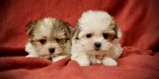 Nos bébés Yorkshire Biewer