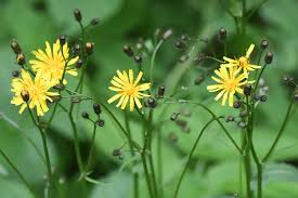 Image result for Crepis