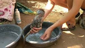 Baby monkey chaly super cry loudly during mom take bathing first time. Baby Monkey Bathtime Youtube